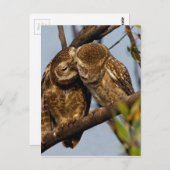 Kissing Owls Postkarte (Vorne/Hinten)