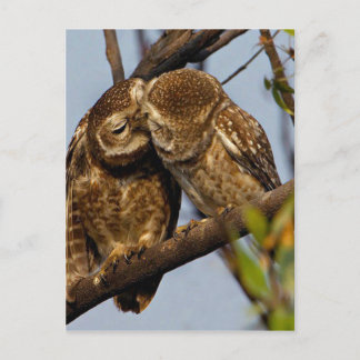 Kissing Owls Postkarte