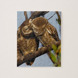Kissing Owls Puzzle