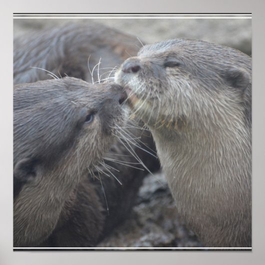 Kissing River Otters Poster (Vorne)