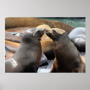 Kissing San Francisco Sea Lion Foto Poster