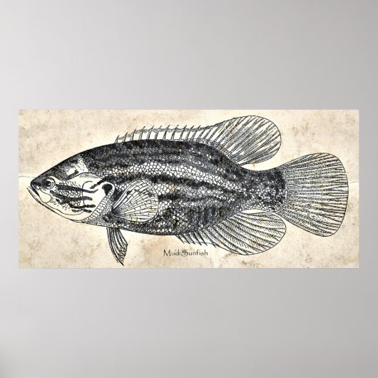Kitchen Decke Wand Vintager Fisch Mud Sunfish Poster (Vorne)