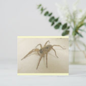 Kitchen Visitor Spider Postcard Postkarte (Stehend Vorderseite)