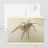 Kitchen Visitor Spider Postcard Postkarte (Vorne/Hinten)