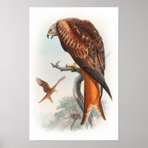 Kite Glead Hawk John Gould Birds of Great Britain Poster