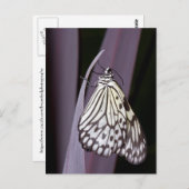 Kite-Schmetterling auf lila Postkarte (Vorne/Hinten)