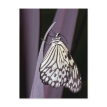 Kite-Schmetterling auf lila