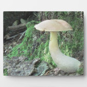 Kiting Mushroom Plaque Fotoplatte (Vorderseite)