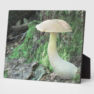 Kiting Mushroom Plaque Fotoplatte