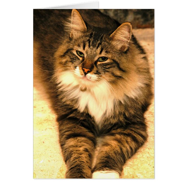 Kitt (Vorne)