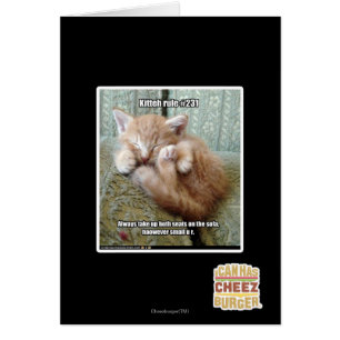 Kitteh-Regel #231