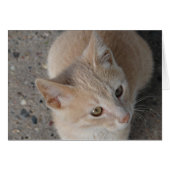 Kitten (Vorderseite (Horizontal))