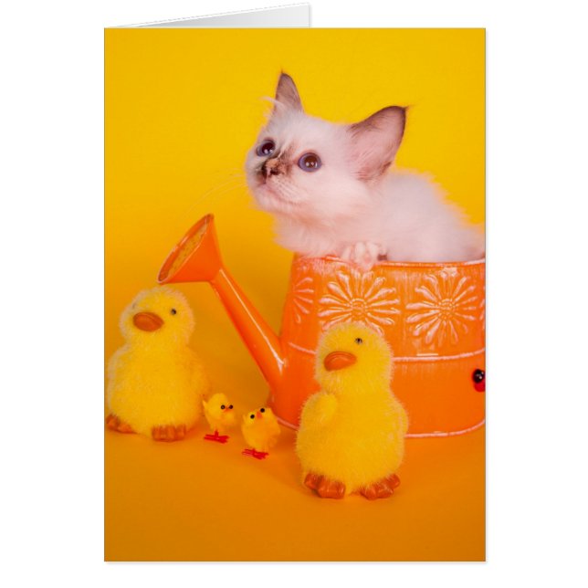 kitten (Vorne)