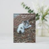 Kitten 047 Postkarte (Stehend Vorderseite)