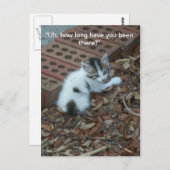 Kitten 047 Postkarte (Vorne/Hinten)