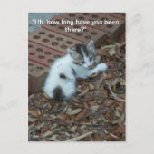 Kitten 047 Postkarte (Vorderseite)