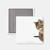 Kitten 2 magnet (Vorderseite/Rückseite)
