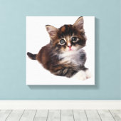 Kitten 3 leinwanddruck (Insitu (Holzboden))