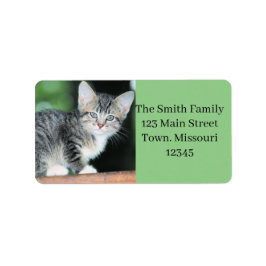 Kitten Adressaufkleber