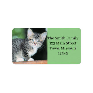 Kitten Adressaufkleber