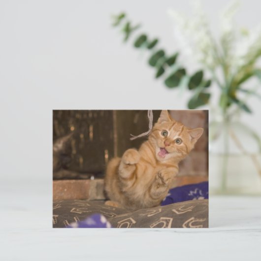 Kitten Attack Postkarte (Stehend Vorderseite)