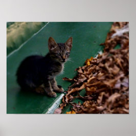 Kitten auf dem Dach Poster