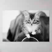 Kitten auf dem Stuhl Poster (Vorne)