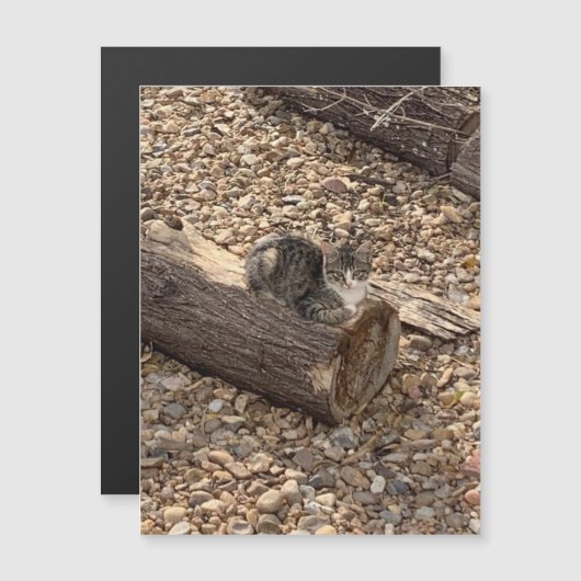 Kitten auf einem Log Magnetkarte (Vorne/Hinten)