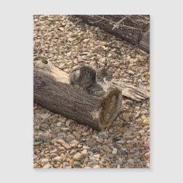 Kitten auf einem Log Magnetkarte