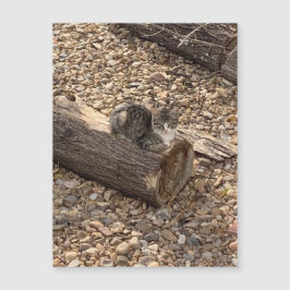 Kitten auf einem Log Magnetkarte