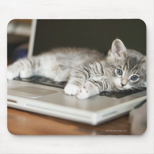 Kitten auf Laptop-Computer Mousepad (Vorne)