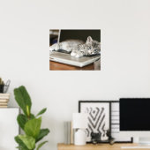 Kitten auf Laptop-Computer Poster (Heimbüro)