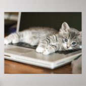 Kitten auf Laptop-Computer Poster (Vorne)