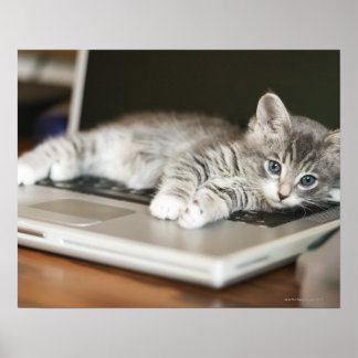 Kitten auf Laptop-Computer Poster