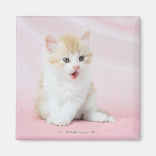 Kitten auf rosa Hintergrund Magnet