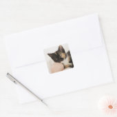 Kitten auf Streichkugel Quadratischer Aufkleber (Umschlag)