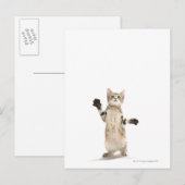 Kitten auf weißem Hintergrund Postkarte (Vorne/Hinten)