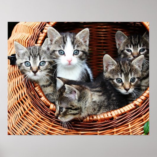 Kitten Basket Poster (Vorne)