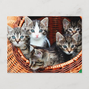 Kitten Basket Postkarte