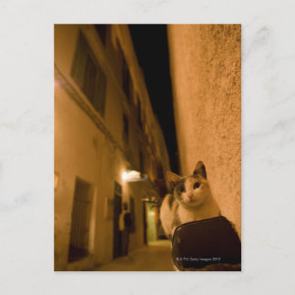 Kitten bei Dämmerung, Marokko Postkarte