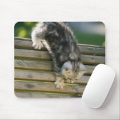 Kitten bewegt sich auf Bank ab Mousepad (Mit Mouse)