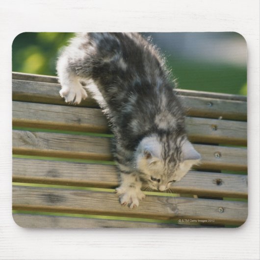 Kitten bewegt sich auf Bank ab Mousepad (Vorne)