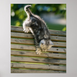 Kitten bewegt sich auf Bank ab Poster