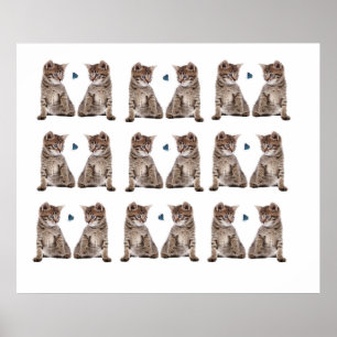 Kitten-Bild für Poster
