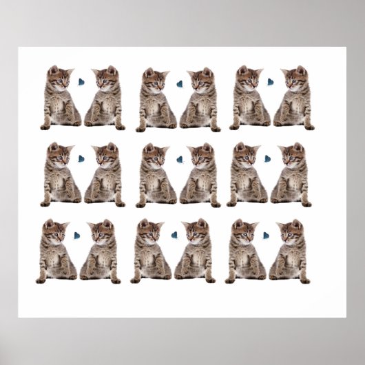 Kitten-Bild für Poster (Vorne)