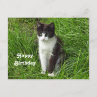 Kitten Black and White Cat Foto Geburtstag