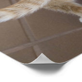 Kitten Blick in den Abgrund einer Tasche Poster (Ecke)