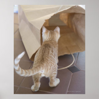 Kitten Blick in den Abgrund einer Tasche Poster