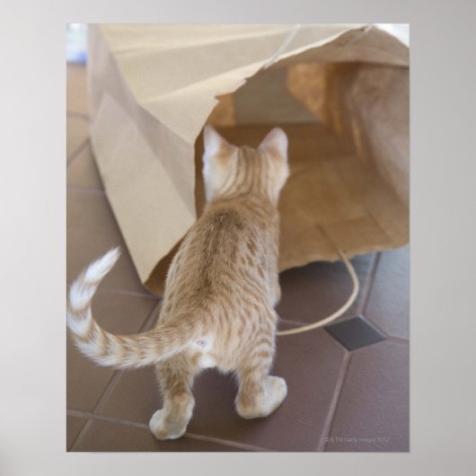 Kitten Blick in den Abgrund einer Tasche Poster (Vorne)