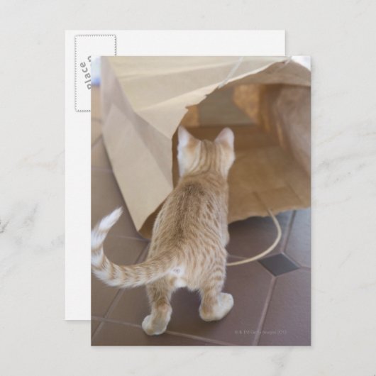 Kitten Blick in den Abgrund einer Tasche Postkarte (Vorne/Hinten)